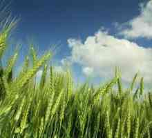 Макарони от твърди сортове пшеница: полезни свойства. Макарони от твърда пшеница: съдържание на…