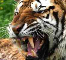 Малайски тигър: описание, снимка