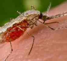 Маларията е ... Преносители на малария. Симптоми, диагноза, лечение и профилактика на маларията