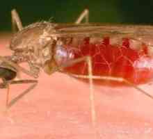 Малариален комар. Каква е опасността от ухапването му?