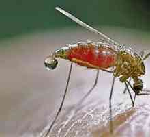 Малариален комар в Русия: това, което трябва да знаете
