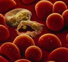 Malarial plasmodium: жизнен цикъл, развитие и организационни характеристики
