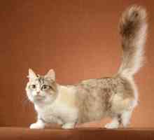 Munchkins - късогледни котки: особености на породата
