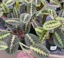 Maranta трицветна ("молитвено растение") - правила за грижа у дома