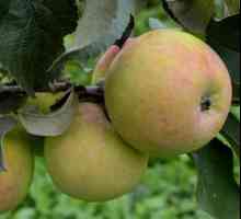 Март ябълково дърво: описание, доходност, рецензии