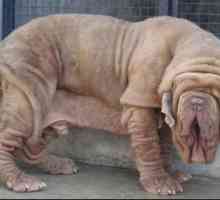 Мастиф Херкулес е най-голямото куче в света