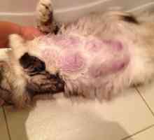 Мастит в котка: причини, симптоми и методи на лечение