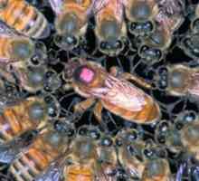 Матка на пчелите: основният екземпляр в кошера