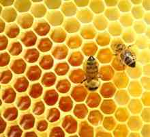 Мед от диви пчели: лекарствени свойства, указания за употреба