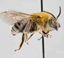 Пчела мед дива или домашна. Пчелна пчела: видове