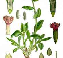 Medunica officinalis: полезни свойства и приложение