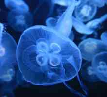 Medusa aurelia: описание, характеристики на съдържанието, възпроизвеждане. Аурелия - усойни медузи