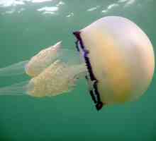 Медуза крайъгълник - опасна красота