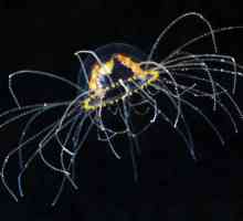 Медуза-кръст: описание, снимка. Какво трябва да направя, ако съм ухапан от медуза?