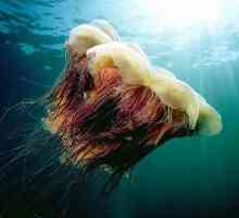 Медуза "лъвска грива" и други опасни представители на морската дълбочина