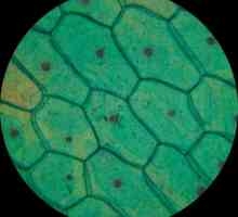 Малки тела, които са в цитоплазмата на клетката. Име, видове и цел