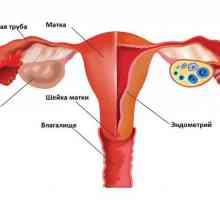 Менструален цикъл: как да броим началото и продължителността