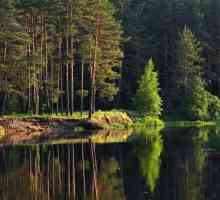 Меширските гори: описание, природа, характеристики и рецензии. Meshchersky krai: местоположение,…