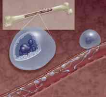 Място на формиране на тромбоцити. Структура и функция на тромбоцитите