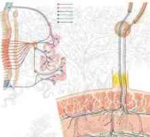 Метасимпатикова нервна система: смисъл, структура и функция