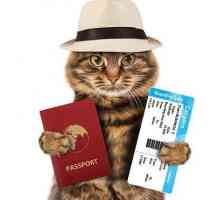 Международен ветеринарен паспорт за кучета и котки