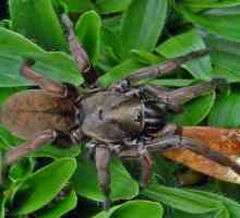 Мигаломорфни паяци: видове и особености
