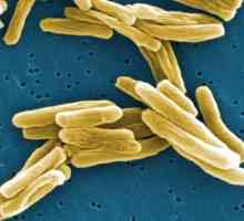 Mycobacterium tuberculosis: характеристики на тези микроорганизми