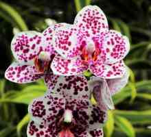 Мини-орхидеи phalaenopsis у дома: характеристики на култивация, грижа и обратна връзка