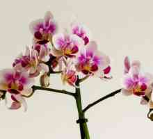Мини орхидеи: домашни грижи. Пигмисто орхидеи
