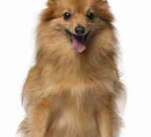 Миниатюрен шпиц: описание на породата кучета и снимки