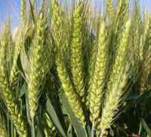 Мека пшеница: описание, култивиране, приложение