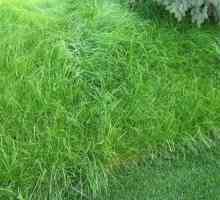 Bluegrass louka - многогодишна трева