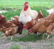 Могат ли пилетата да носят яйца без петел? Дали пилетата ядат яйца без петел?