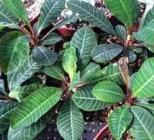 Euphorbia: снимката, грижата и възпроизвеждането в дома