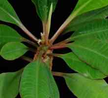 Euphorbia: снимки и грижи у дома