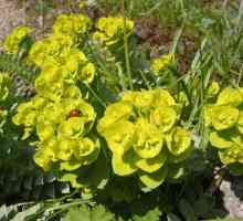 Euphorbia of Pallas: описание, рецепти, приложения и свойства
