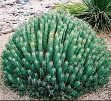 Euphorbia: полезни свойства, особености на възпроизводството и препоръки за лечение