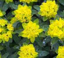 Euphorbia: грижа у дома. Най-популярните видове за отглеждане на закрито