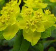 Euphorbia: видове и тяхното описание. Euphorbia, или порода: засаждане и размножаване