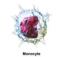 Моноцити: норма в кръвта на жените и децата