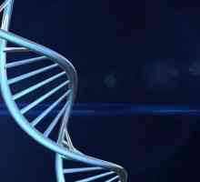 Мономер на ДНК. Кои мономери образуват ДНК молекула?