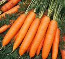 Carrot Abaco: характеристики, култивация, грижи, рецензии
