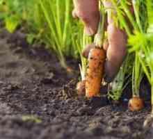 Моркови: засаждане и грижи за зеленчуци