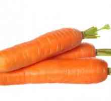 Морковете Шантан. Описание на сорта. Отглеждане на моркови у дома