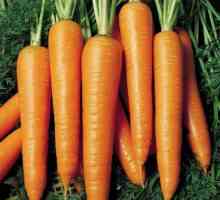 Морков Vita Longa: описание на сорта, характеристики, вкус, култивиране