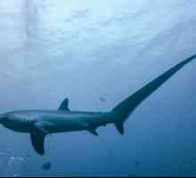 Морски хищник - лисица акула