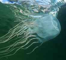 Морето (cubomeduza) е смъртоносно морско чудовище