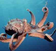 Морски жители. Октопод. Описание, функции. Колко крака има октопод?