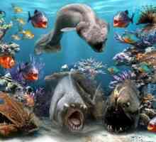Морски животни: имена и видове