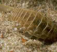 Морски хлебарка: местообитание, структура, интересни факти